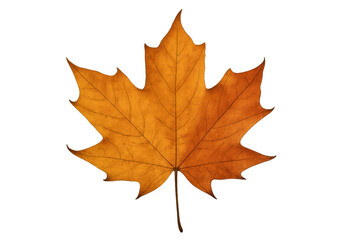 Fototapeta premium Maple leaf displaying vibrant autumn colors on a transparent background, symbolizing the fall season