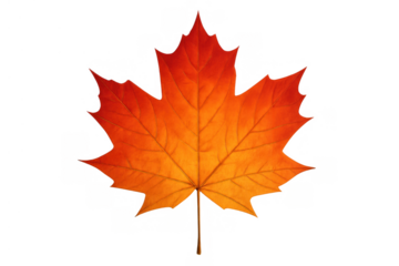 Maple leaf showing detailed texture, transitioning from red to orange, representing autumn, fall, and canadian symbols. Transparent background