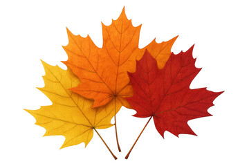 Fototapeta premium Maple leaves showcasing a beautiful palette of red, orange, and yellow autumn colors. Transparent background