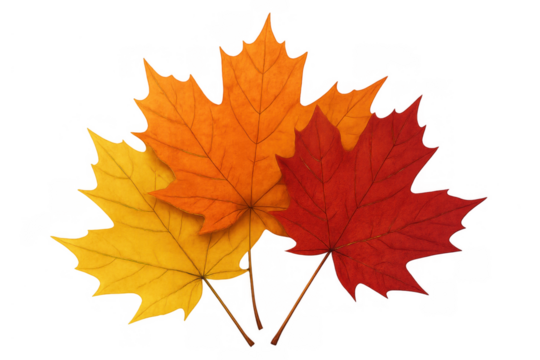 Maple leaves showcasing a beautiful palette of red, orange, and yellow autumn colors. Transparent background