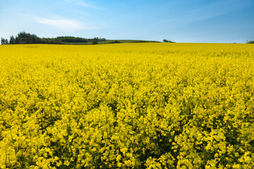 Obraz premium 北海道安平2025春-菜の花畑-05