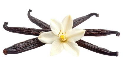 Vanilla beans and flower atop a black backdrop, showcasing the rich dark pods and the delicate creamy blossom