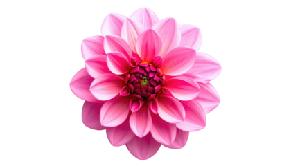 Close-up of a bright pink dahlia flower with layered petals against a black background, centered in the frame