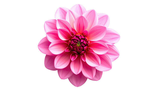 Close-up of a bright pink dahlia flower with layered petals against a black background, centered in the frame - Powered by Adobe