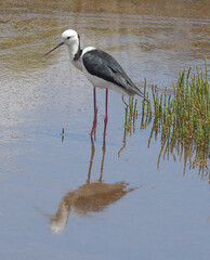 Pied Stilt