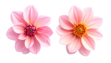 Fototapeta premium Two pink dahlia flowers, viewed from above against a transparent background, capturing their petal formations