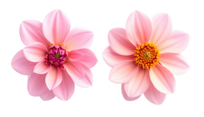 Two pink dahlia flowers, viewed from above against a transparent background, capturing their petal formations