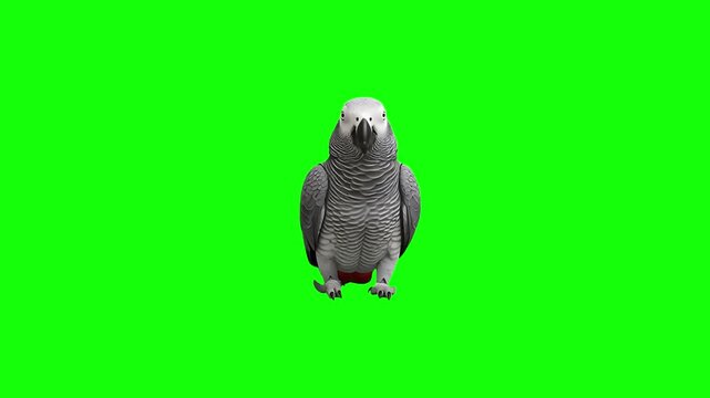 3d realistic African grey parrot walking loop animation in front view on Green Screen, 4k high resolution of a Psittacus erithacus or Congo grey parrot walk on chroma key, can change the background.