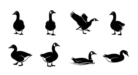 Fototapeta premium Set of Goose Silhouettes in Various Poses.