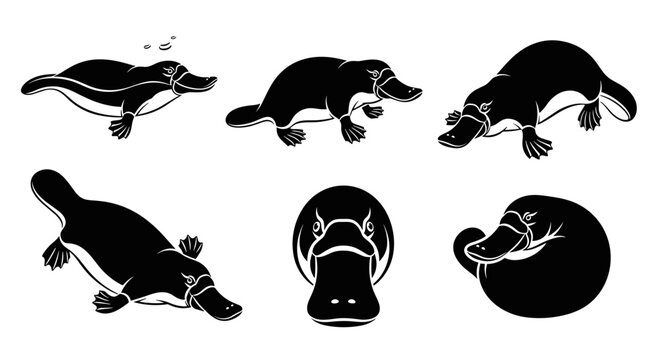 Set of six black and white illustrations of platypus in different poses.