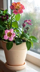 Vibrant flowers in a terracotta pot by a window