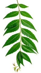 Vibrant green leaves on a stem