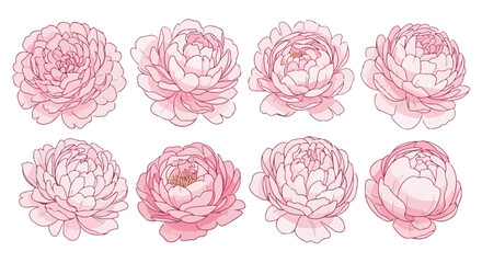 Pink peony flower collection with transparent background