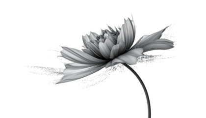 Delicate flower with flowing petals on a black backdrop, rendered in grayscale