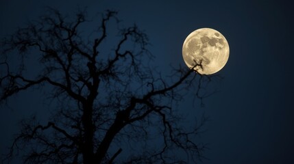 Naklejka premium Full moon shining brightly behind silhouetted bare tree branches at night