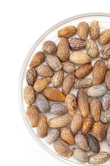 close-up shots of the Dhatelo seeds.