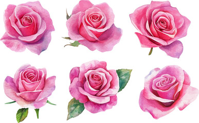 pink roses on white background