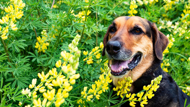 huntaway working dog happy in yellow flowers spting summer cute new zealand