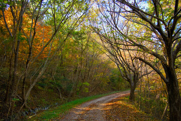 A path that feels autumnal with nature in the forest
