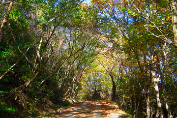 A trail formed in harmony with nature in the forest