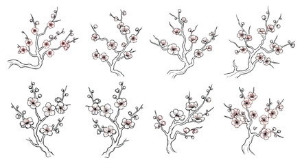 Cherry blossom branches with transparent background