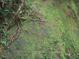 Rock surface overgrown with green moss and naked tree roots
