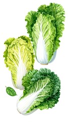 Watercolor illustration of three napa cabbages