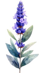 Watercolor lavender plant