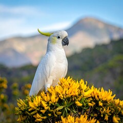 White cockatoo perched amongst bright yellow flowers against a backdrop of mountains