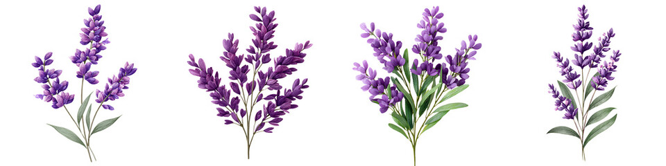 Fototapeta premium Watercolor Lavender Flowers Set Isolated on White - Botanical Illustration