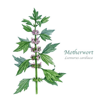 Motherwort herb on white background watercolor illustration. Hand drawn Leonurus cardiaca medicinal plant vintage style botanical illustration. Motherwort natural herbal remedy treatment element
