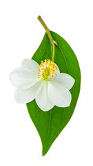 White flower on green leaf