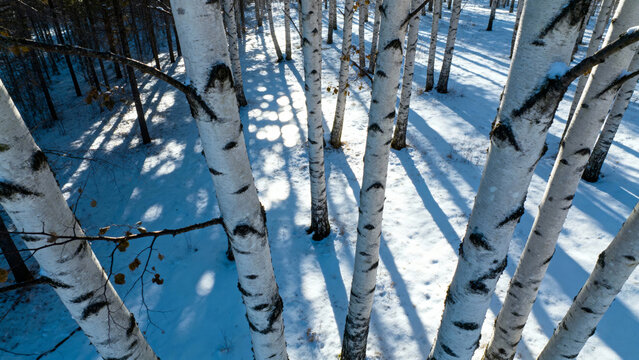 Snow-covered birch trees in a winter forest with sunlight casting shadows on the ground - Powered by Adobe