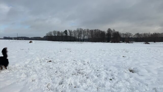 Excited dog jumps vertically, plunging its nose into soft snow on a wintry open field under cloudy skies.