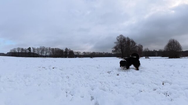 Wide-lens view captures dog soaring upward to intercept a snowball during a grey early-winter afternoon.