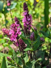 purple and yellow flowers