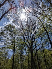 Fototapeta premium trees and sky
