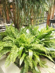 A Clump Of Ferns In The Garden