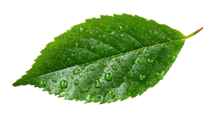 Green leaf with fresh water drops on surface, representing nature, ecology, purity, and growth, isolated on transparent background