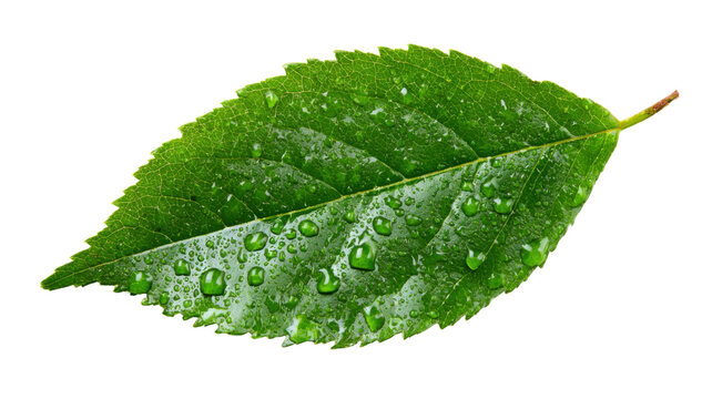 Green leaf with fresh water drops on surface, representing nature, ecology, purity, and growth, isolated on transparent background