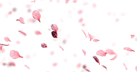 Cherry blossom petals sway in the wind. Isolated on alpha background. 3D rendering.