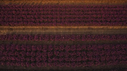 A high-angle view reveals rows of vibrant purple flowers, creating a breathtaking tapestry of nature.