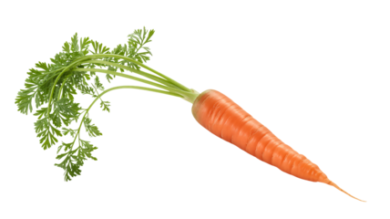Fresh carrot with vibrant greens, perfect for healthy recipes and diets
