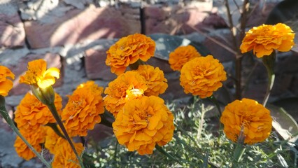 Vibrant Orange Marigold Flower Close-Up in Sunlight