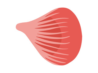 Convergent or Pectoralis Major Muscle Cells