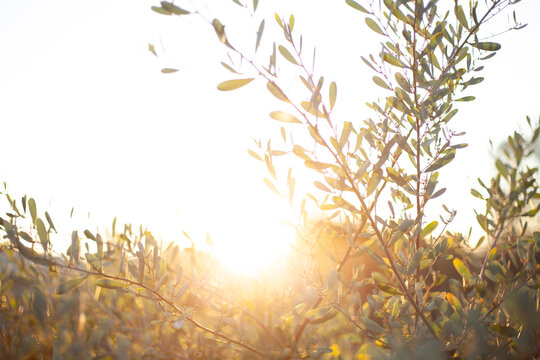 Beautiful bushes silhouetted by sunset