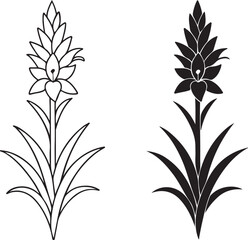 Blue puya plant botanical illustration