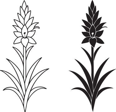 Blue puya plant botanical illustration