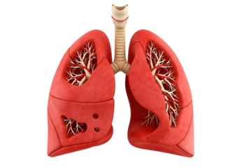 Human lungs and trachea anatomy model isolated on transparent background