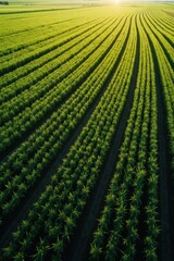 Aerial view of lush green rows of crops in a vast agricultural field at sunset
